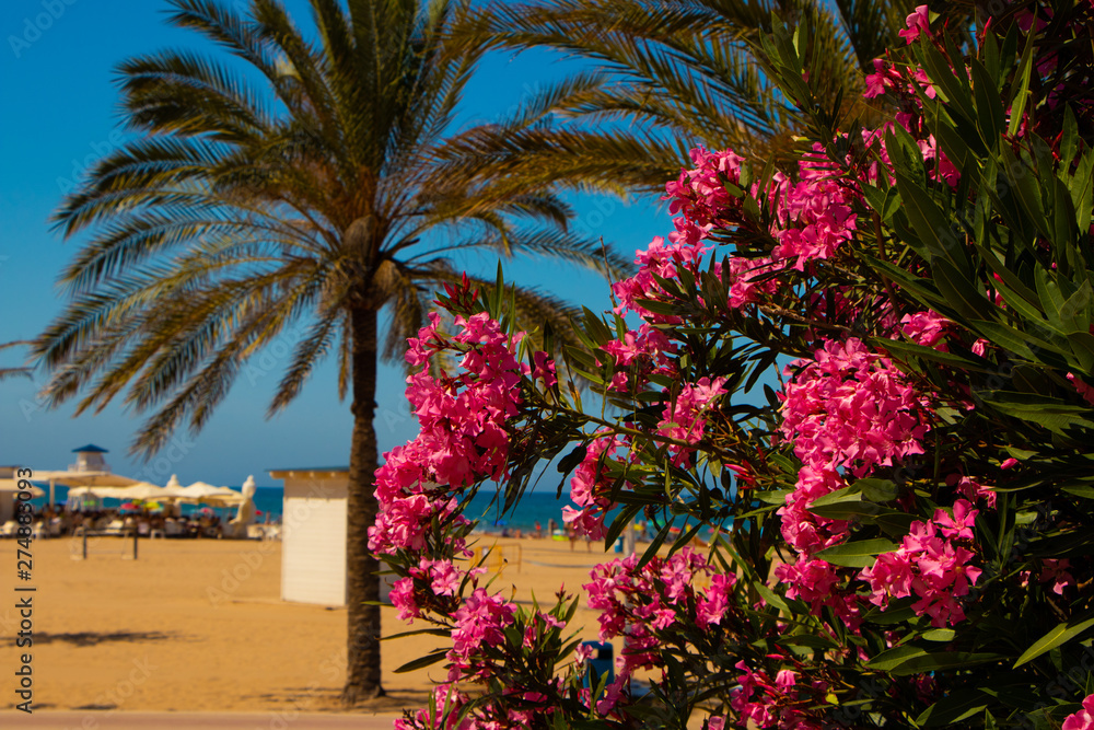 Summertime Gandia starting the season of summer Summertime Gandia starting the season of summer