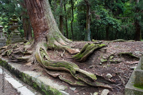 tree in the forest