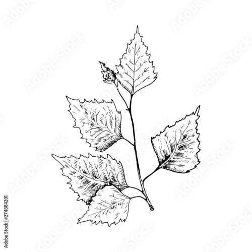 Birch sketch. Hand drawn black birch tree branch, birch leaf. Sketch style vector illustration, isolated on white background.