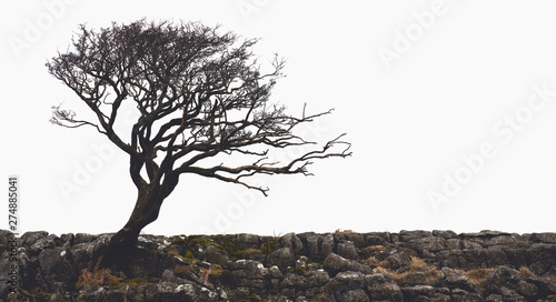 The bare branches of a winswept tree in winter at Malham in the Yorkshire Dales, England.