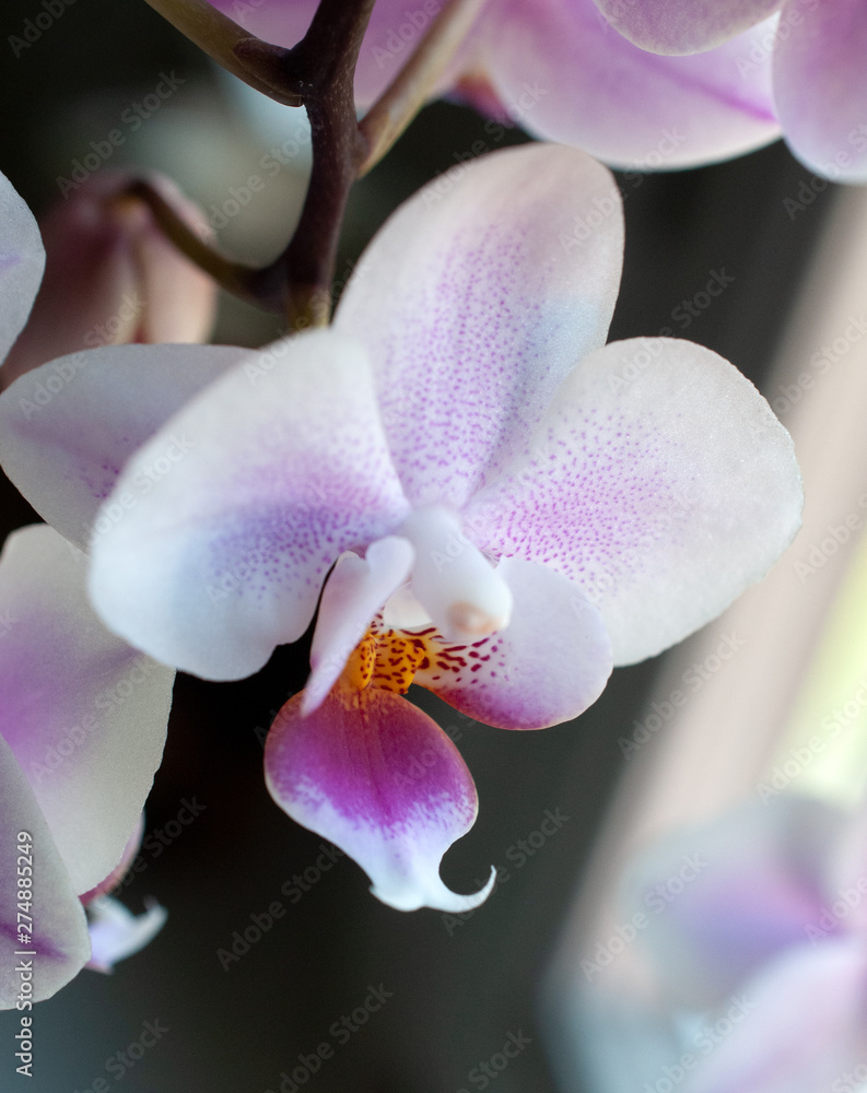 Beautiful orchid blossom Beautiful orchid blossom
