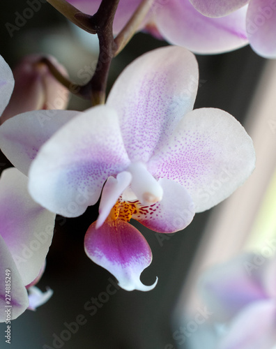 Beautiful orchid blossom