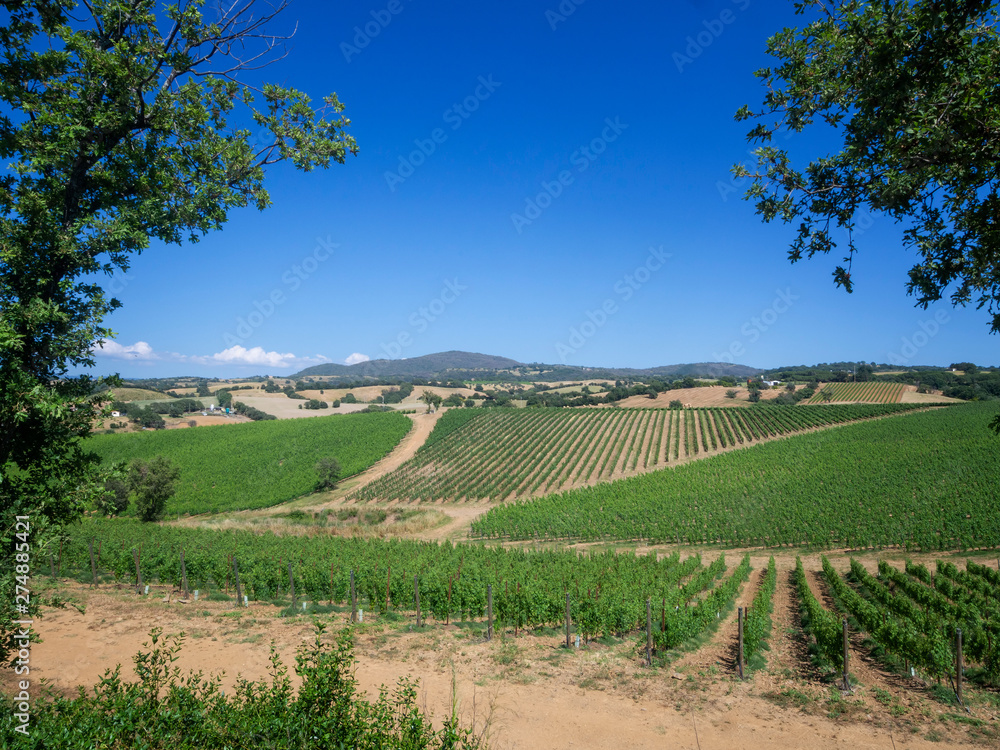 Tuscan vineyard landscape in spring time.