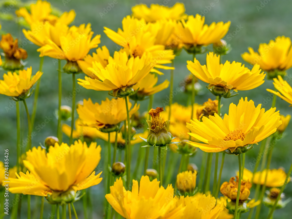 Coreopsis grandiflora flowers Coreopsis grandiflora flowers