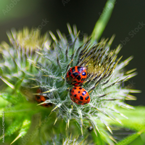 ladybug on a green leaf © Steven Clough