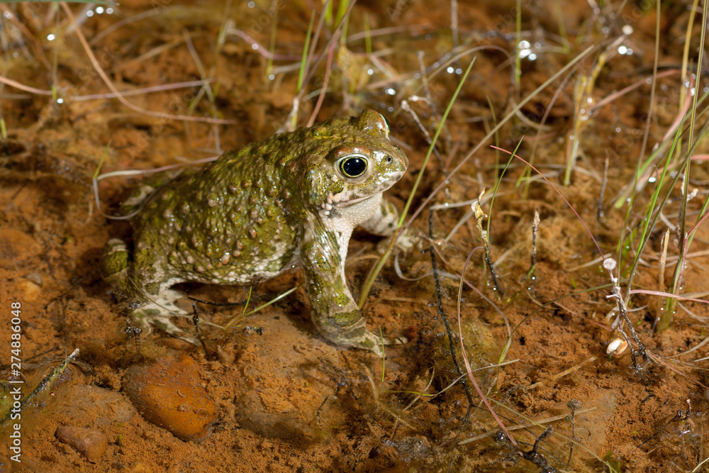 Obraz premium Natterjack toad (Epidalea calamita)