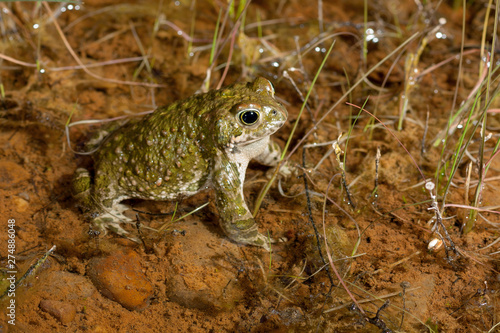 Natterjack toad (Epidalea calamita) photo