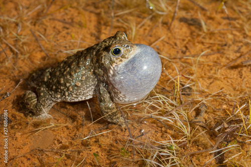 Natterjack toad (Epidalea calamita) photo