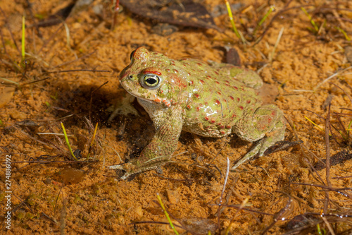 Natterjack toad (Epidalea calamita)