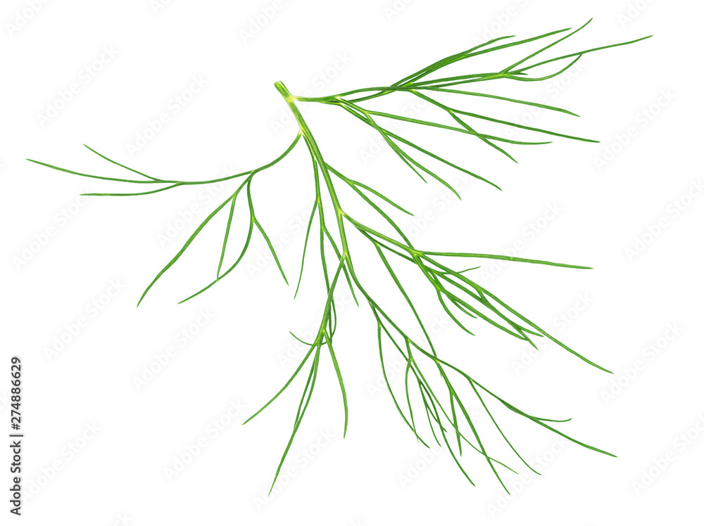 dill leaf closeup on isolated white background dill leaf closeup on isolated white background