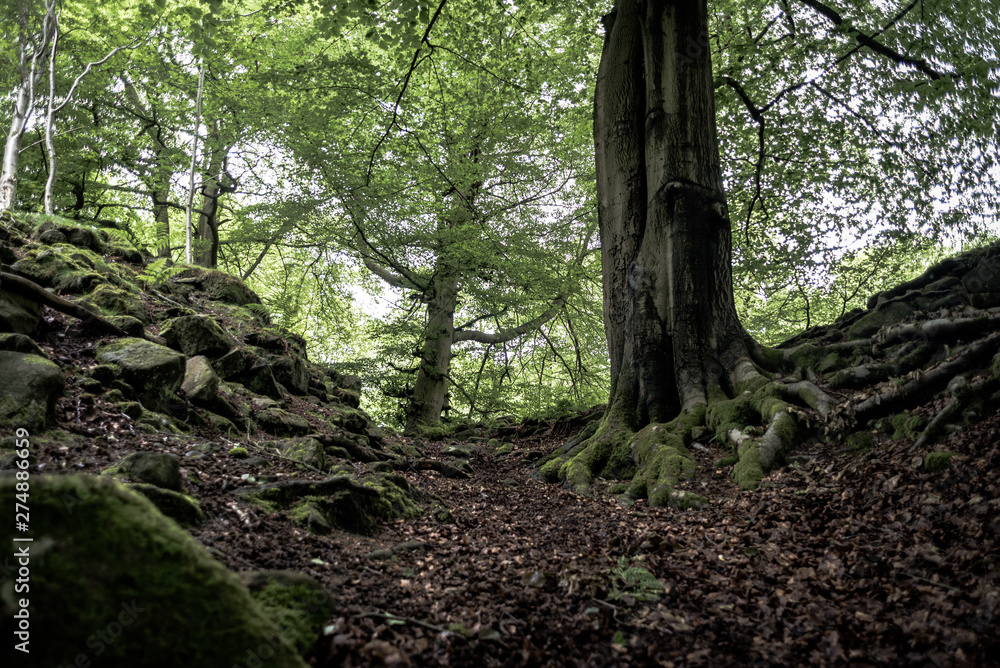 Naklejka premium tree in forest