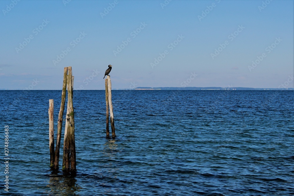 cormorant on a pole in the sea