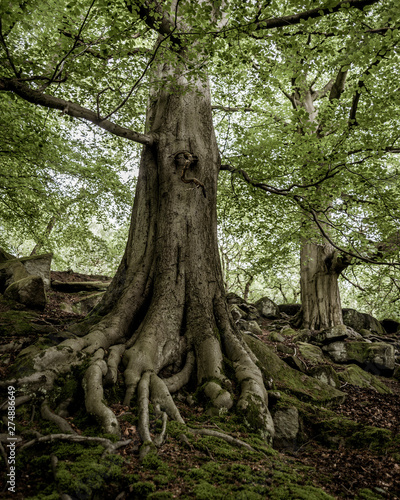 roots of a tree