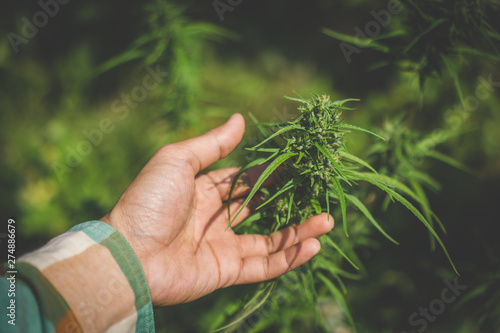 Man farmer holding marijuana at Cannabis plantation.