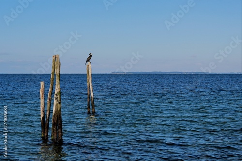 cormorant on a pole in the sea
