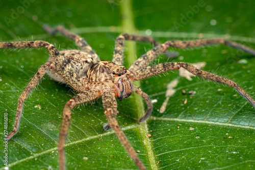 Huntsman spider, Sparrasidae, Heteropoda, foraging in rainforest at night