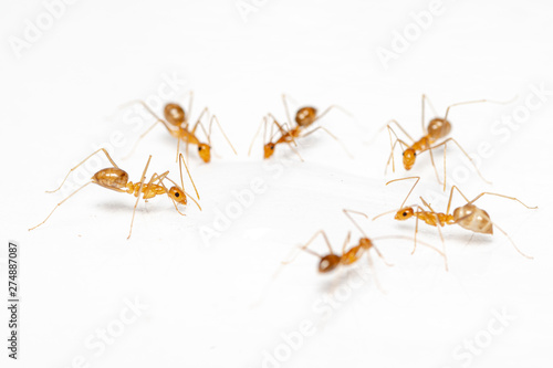 Anoplolepis gracilipes, yellow crazy ants, feeding on spilt food in a kitchen
