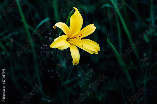 yellow lily flower on black background