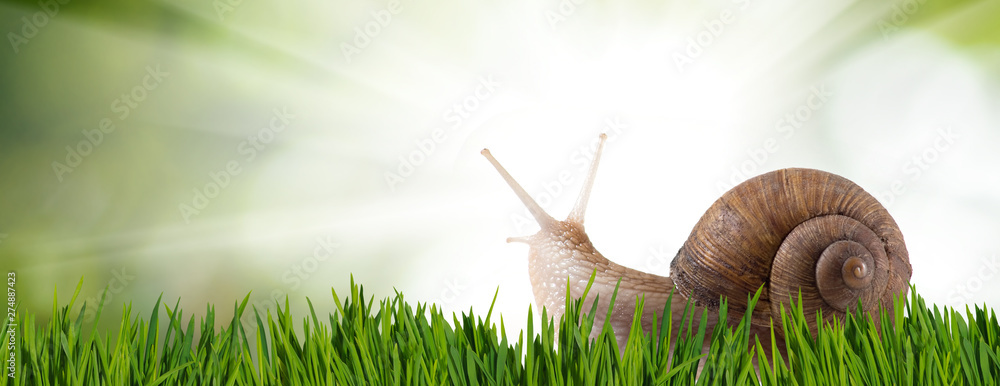 Fotografie image of a snail on the grass in the park closeup