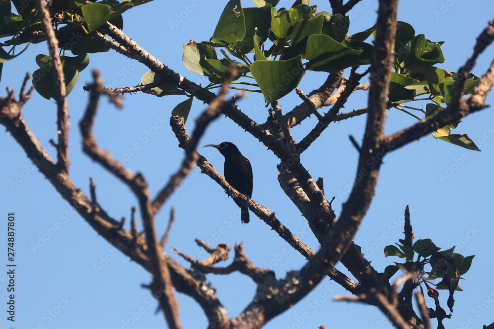 Birds of South Africa - Amethyst Sunbird