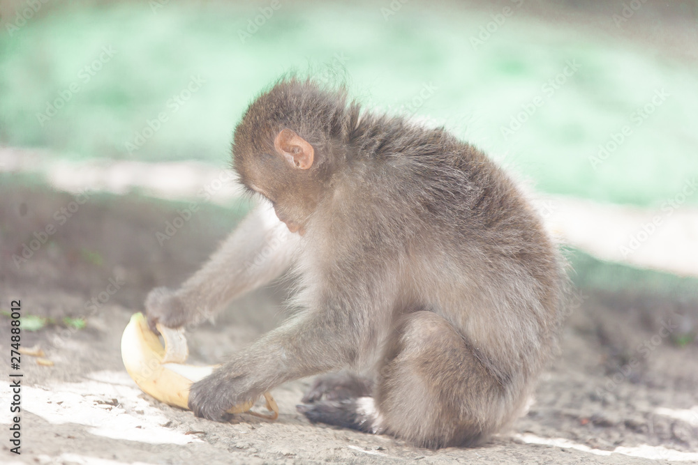 Obraz premium Native Japanese macaque Macaca fuscata known as the snow monkey, eating banana in a park
