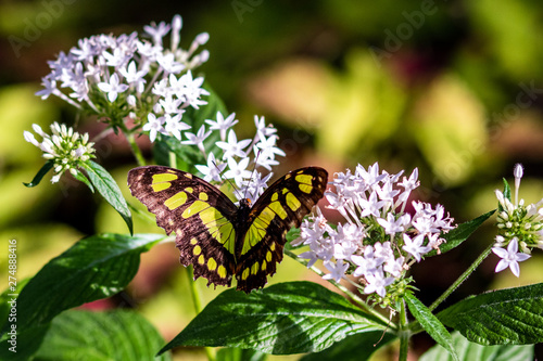 Photography A yellow and black butterfly in the summer garden
