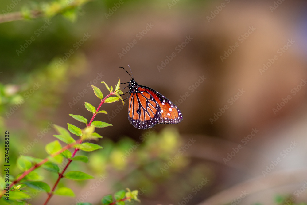 An orange butterfly in the summer garden An orange butterfly in the summer garden