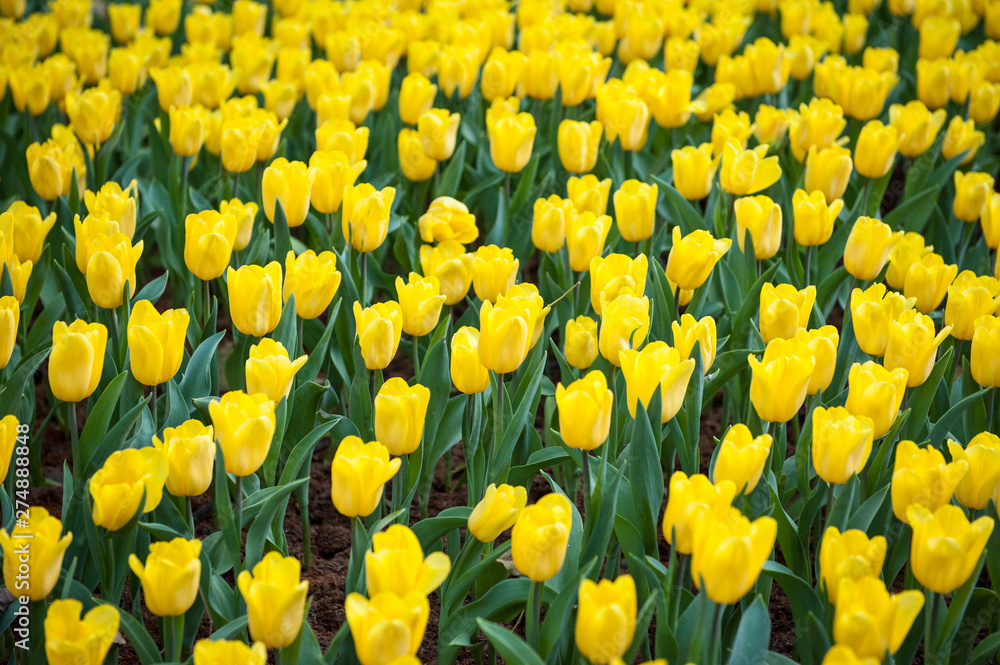 Spring background with beautiful yellow tulips. Bunch of tulips growing on the field. Netherlands. Keukenhof. Holland tulips. Spring background with beautiful yellow tulips. Bunch of tulips growing on the field. Netherlands. Keukenhof. Holland tulips.
