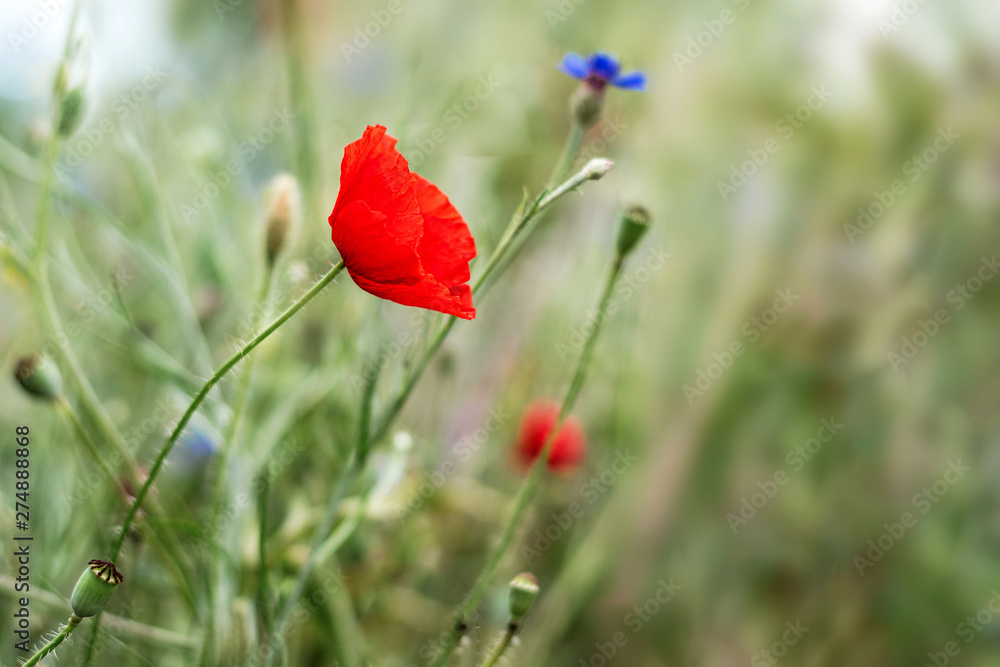 One red poppy flower on a blurred background. One red poppy flower on a blurred background.