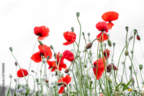 A group of red poppies on a white background. © Kamila