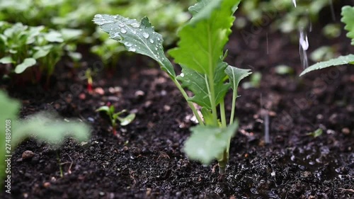 Drops of water falling on a young green kholrabi seedling photo