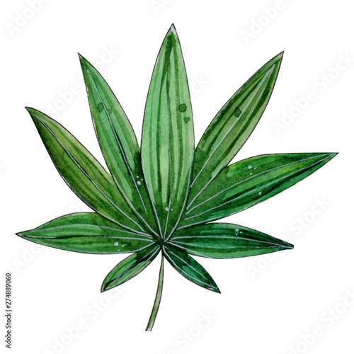 Watercolor tropical floral illustration with green leaf