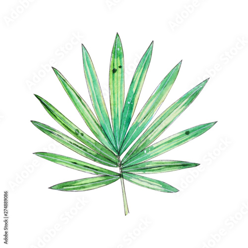 Watercolor tropical floral illustration with green leaf