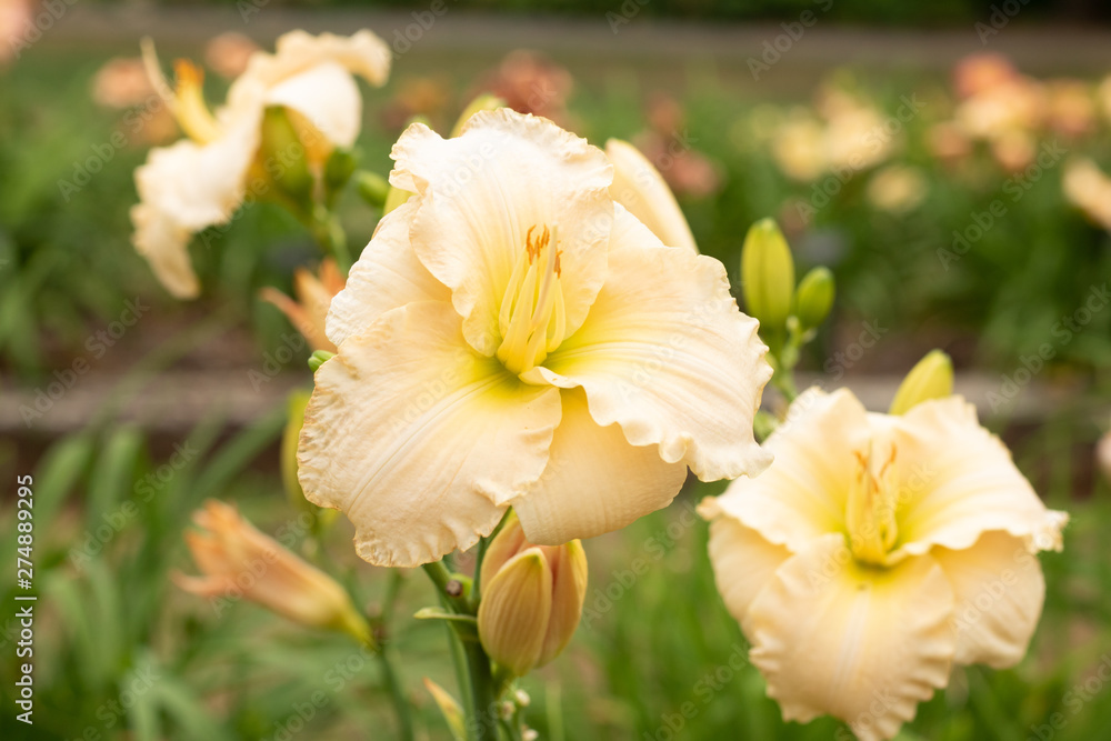 Daylillies growing in the summer garden