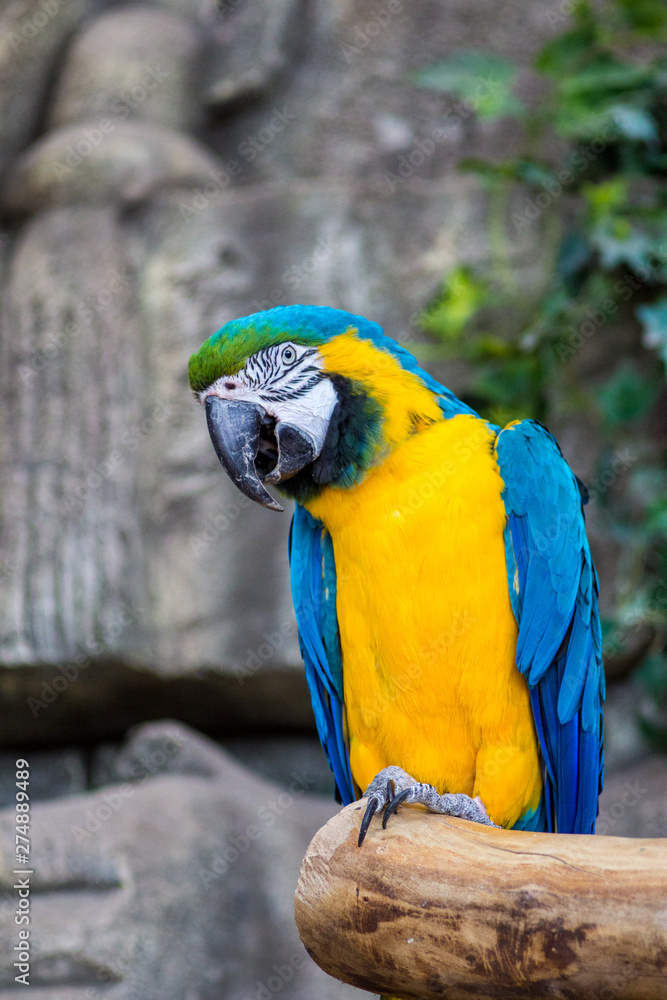 Macaw parrots in the Minsk zoo
