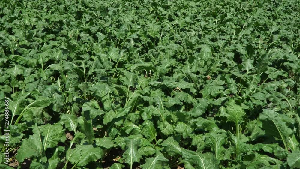 Field of sugar beet. 4K Field of sugar beet. 4K