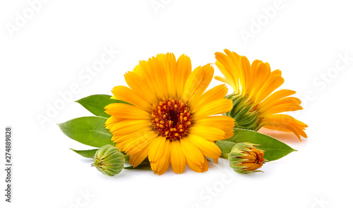 Calendula. Flowers with leaves isolated on white