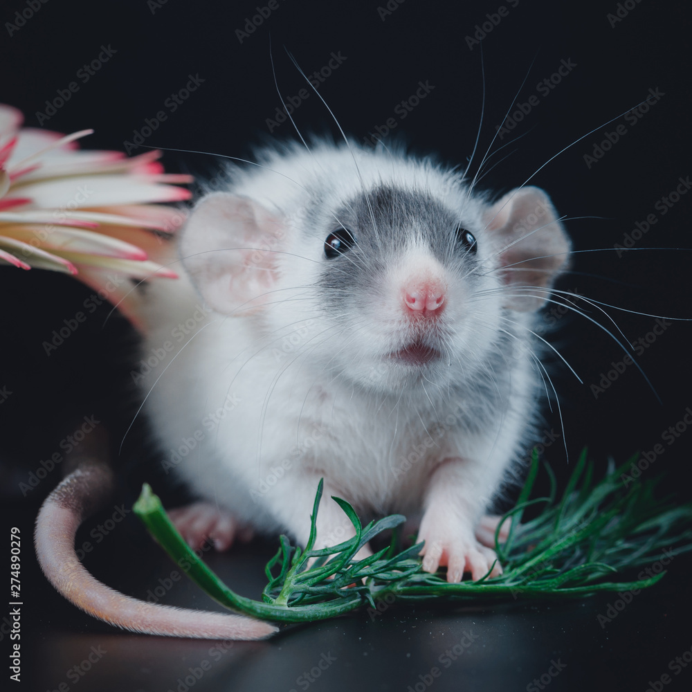 Cute rat with big ears on a black background Stock Photo | Adobe Stock