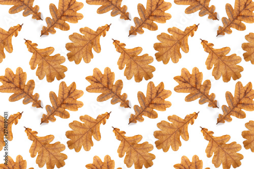 Pattern of autumn leaves of oak  on white background.