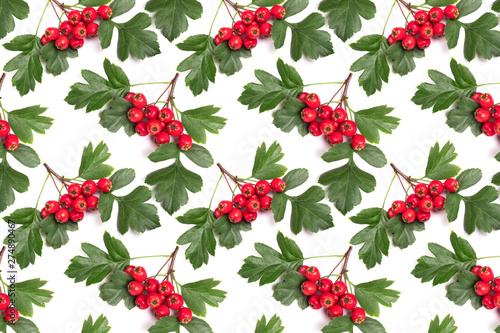 Pattern berry red whitethorn on a branch with green leaves