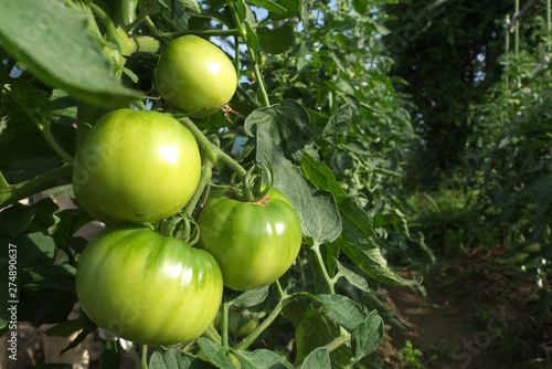 Wallpaper Mural グリーントマト - Green tomatos in the field Torontodigital.ca