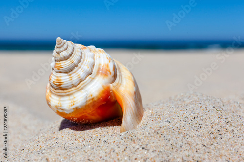 beautiful bright seashell on a sandy beach against the sea, concept © Sergey