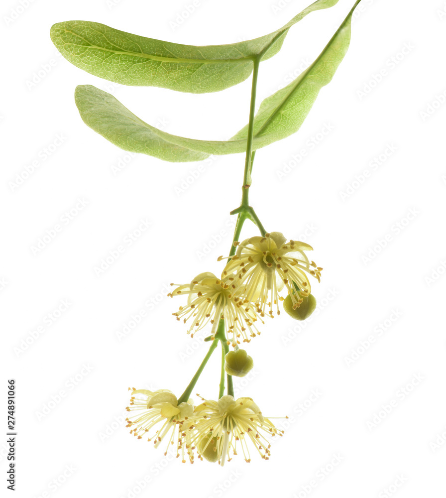 Naklejka premium Lindenblüten