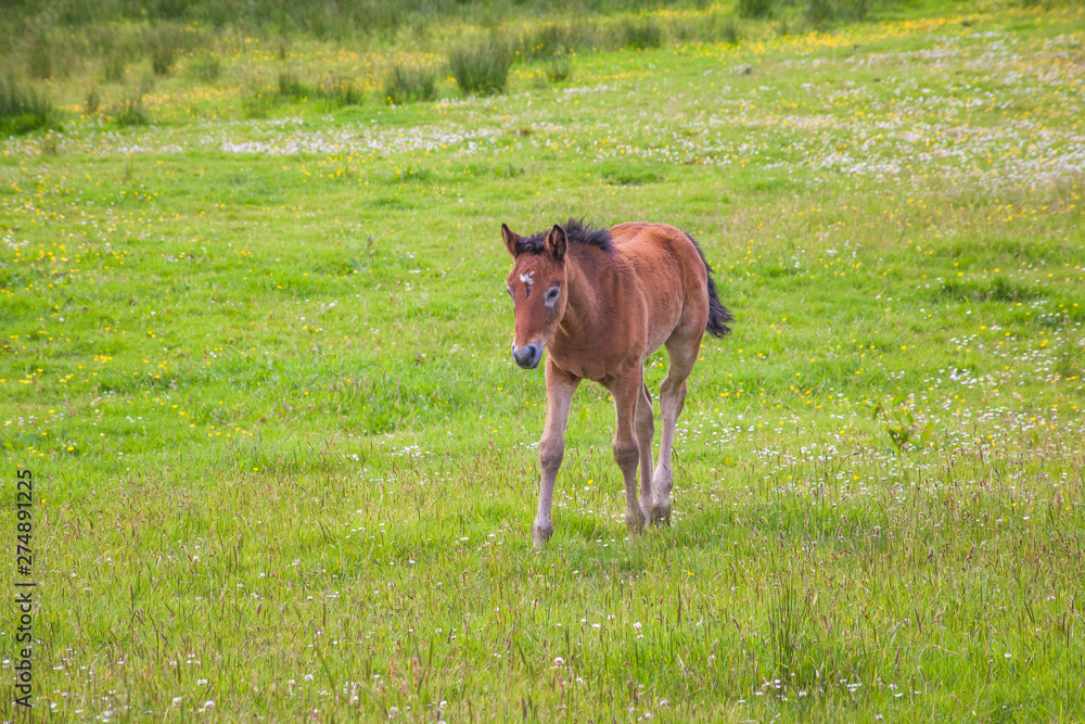 Fototapeta premium baby foal