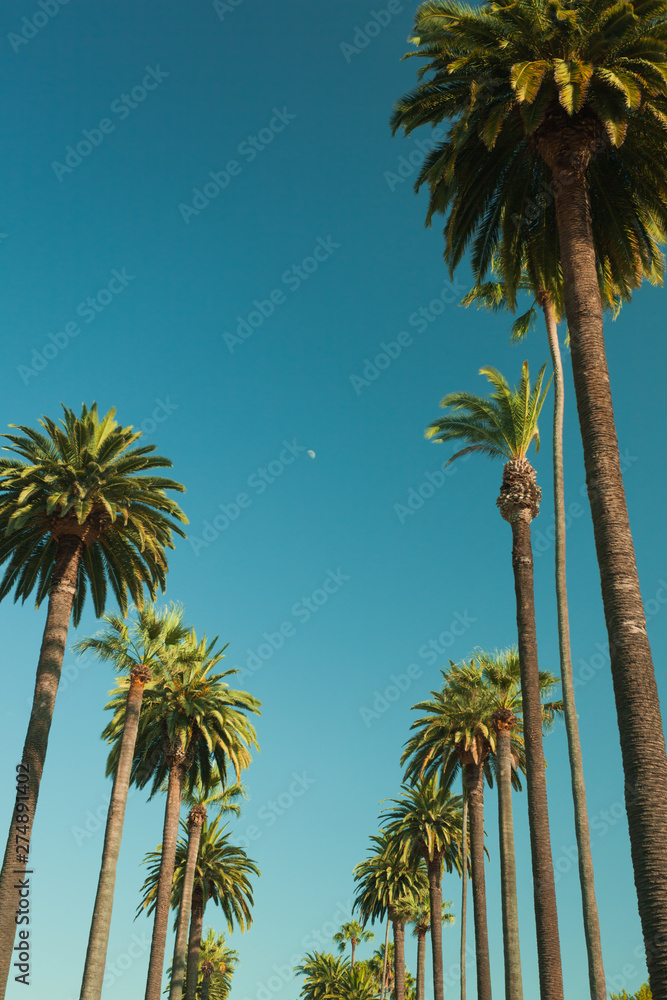 Fototapeta premium Tall palms of Beverly Hills in Los Angeles r