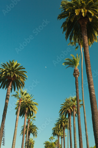 Tall palms of Beverly Hills in Los Angeles r