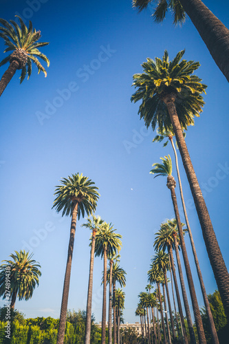 Sunny palms of Beverly Hills in Los Angeles