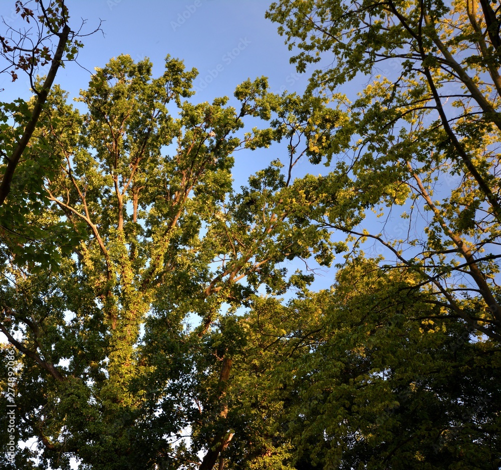 Evening summer impressions from a park in Berlin Charlottenburg of August 3, 2015, Germany Evening summer impressions from a park in Berlin Charlottenburg of August 3, 2015, Germany