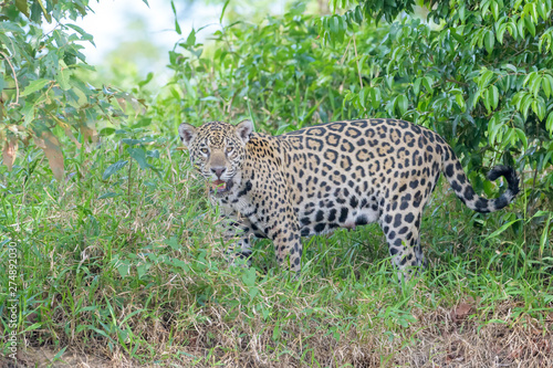 Jaguar (Panthera onca) standing on Cuiaba riverbank, Pantanal, Mato Grosso, Brazil © andreanita
