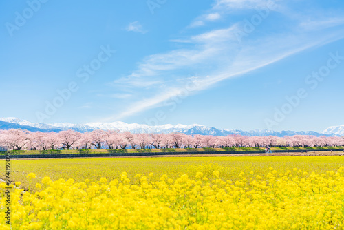 日本の春　富山県 舟川べり菜の花と桜並木